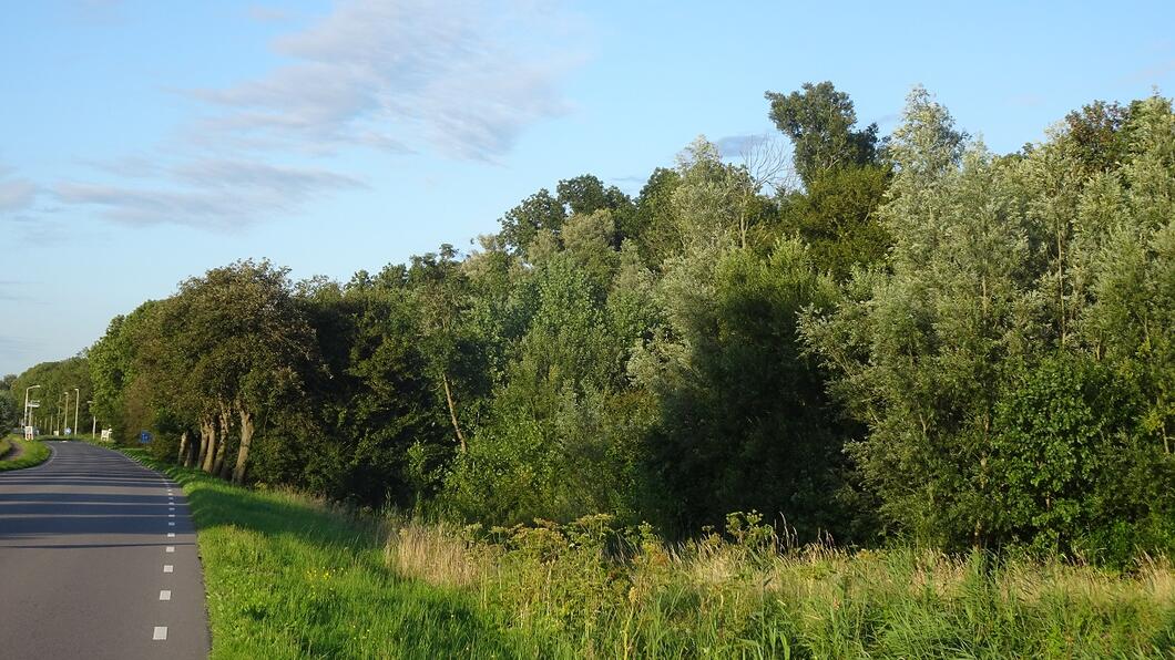 Gezicht op het Beusebos vanuit het westen