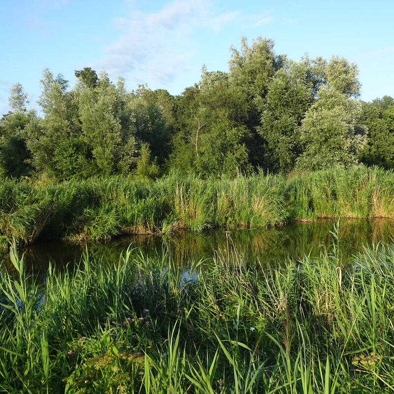 Beusebos in de huidige staat (met waterpartij)