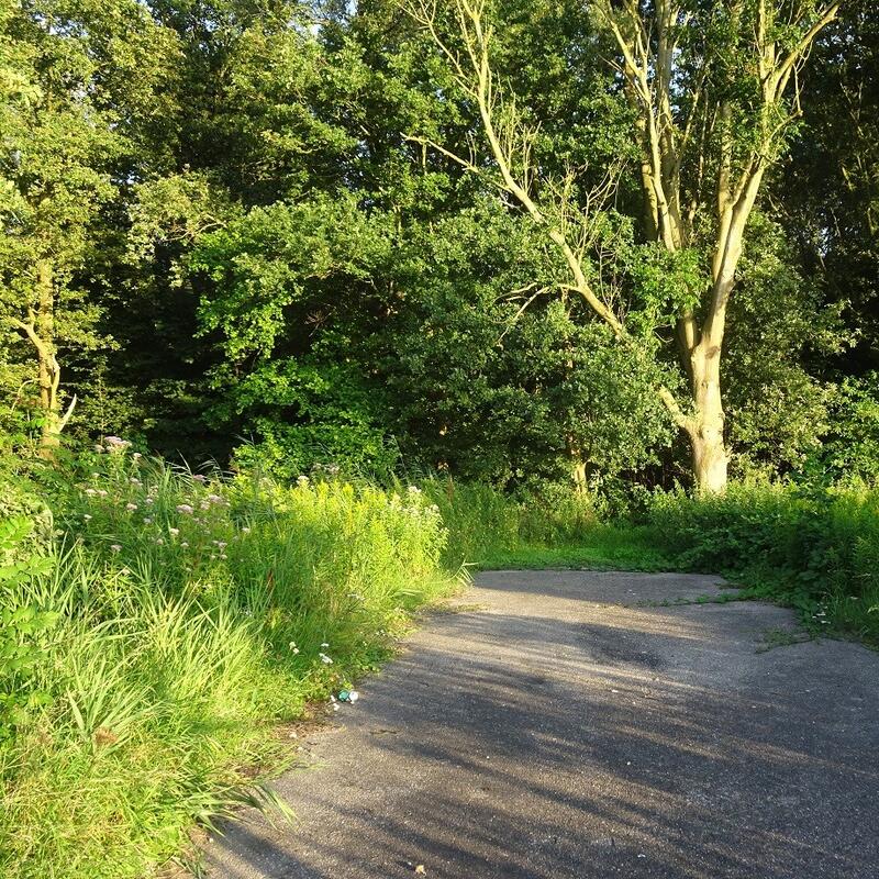 Foto van het Beusebos