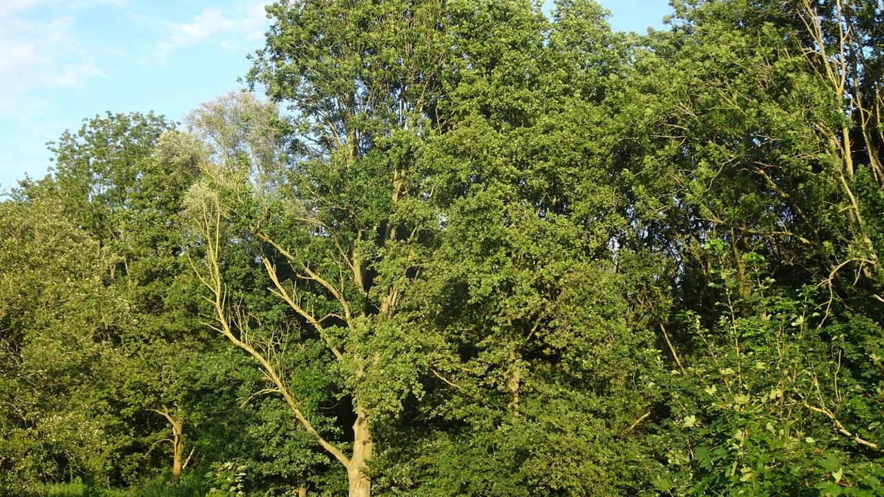 Foto van het Beusebos